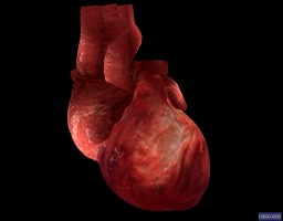 3D(VRML)-модель сердца