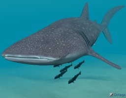 3D-модель китовой акулы